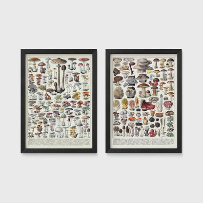 Set of 2 framed prints, antique mushroom identification charts: an antique mushroom identification chart illustration; and a second antique mushroom identification chart illustration — unframed