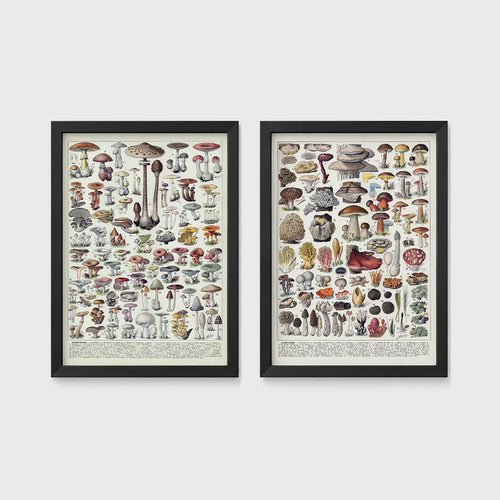 Set of 2 framed prints, antique mushroom identification charts: an antique mushroom identification chart illustration; and a second antique mushroom identification chart illustration — unframed