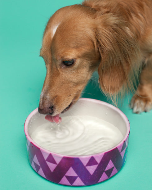 Customizable Pet Bowl