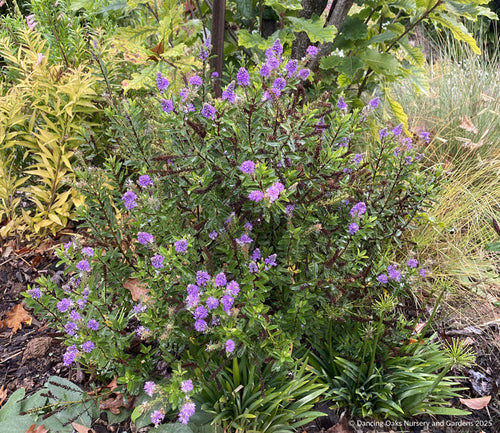 Shrubs ~ Hebe 'Heidi' ~ Dancing Oaks Nursery and Gardens ~ Retail Nursery ~ Mail Order Nursery