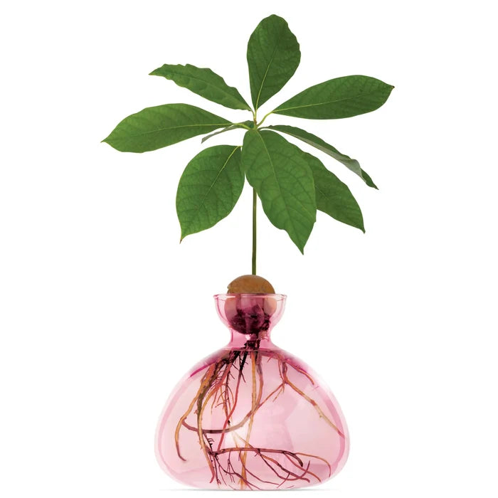 Ilex- Avocado Vase