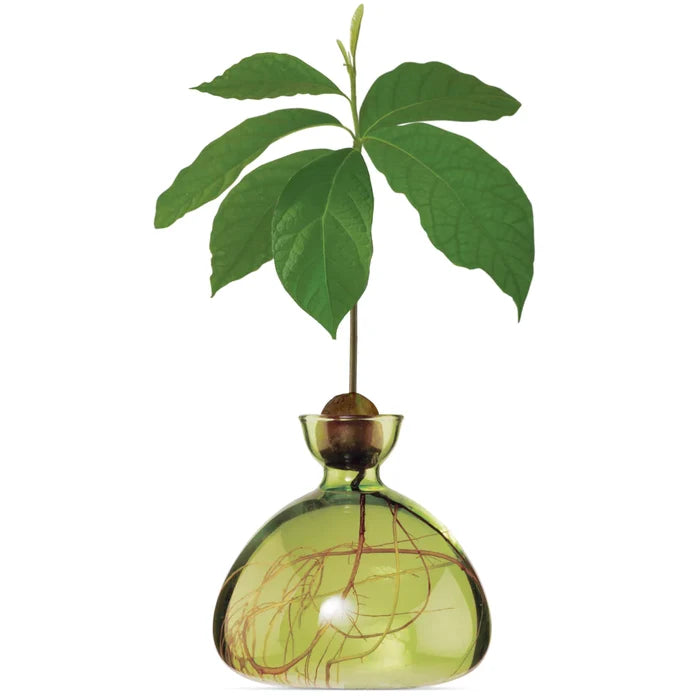 Ilex- Avocado Vase