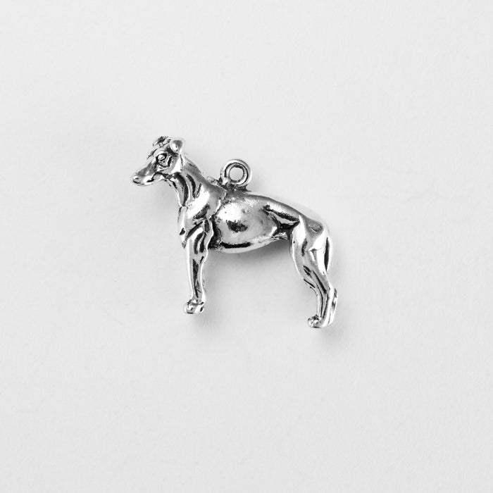 Whippet
